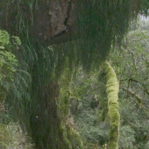 Tree in the Quebrada San Lorenzo